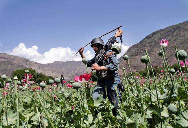 Afghan farmers lose income of more than $1 billion after the Taliban banned poppy cultivation | iNFOnews.ca