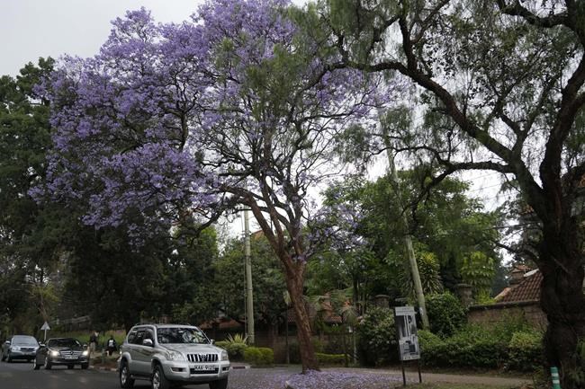 Kenya declares a surprise public holiday for a national campaign to plant 15 billion trees | iNFOnews.ca