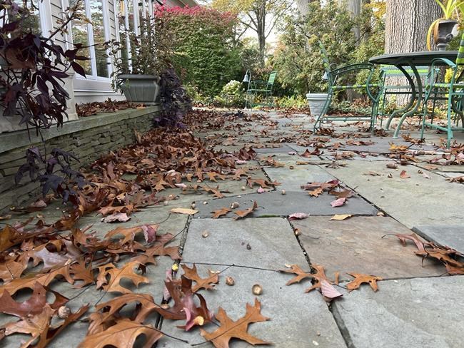 There's a movement to 'leave the leaves' in gardens and lawns. Should you do it? | iNFOnews.ca There's a movement to 'leave the leaves' in gardens and lawns. Should you do it? | iNFOnews.ca