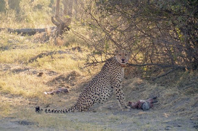 Cheetahs become more nocturnal on hot days. Climate change may trigger fights among predators | iNFOnews.ca