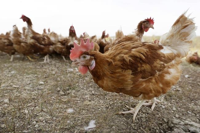 Avian flu infects more B.C. farms as wild birds migrate overhead | iNFOnews.ca