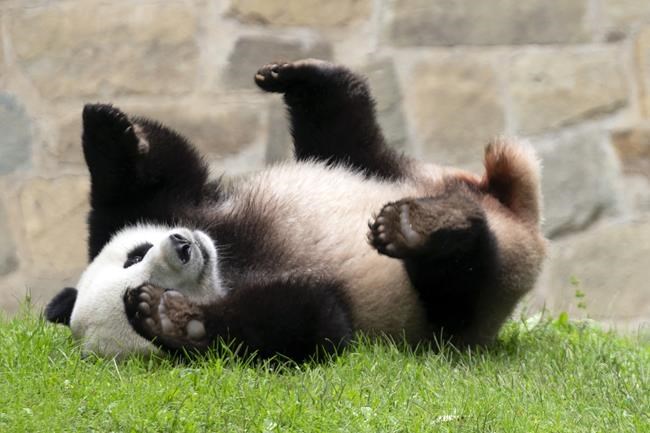 Take heart, it looks like China could send new pandas to the US | iNFOnews.ca Take heart, it looks like China could send new pandas to the US | iNFOnews.ca