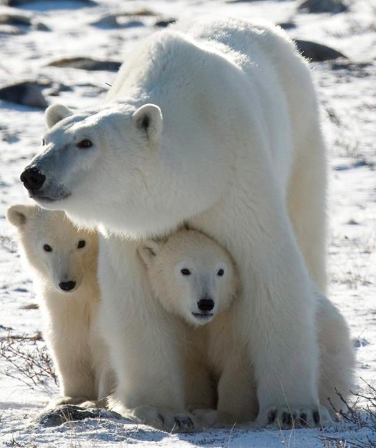 Study looks back centuries to peer into the future for polar bears | iNFOnews.ca