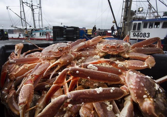 Crabby business: N.L. fisheries worker charged with accepting 'pans of crab' as bribe | iNFOnews.ca Crabby business: N.L. fisheries worker charged with accepting 'pans of crab' as bribe | iNFOnews.ca