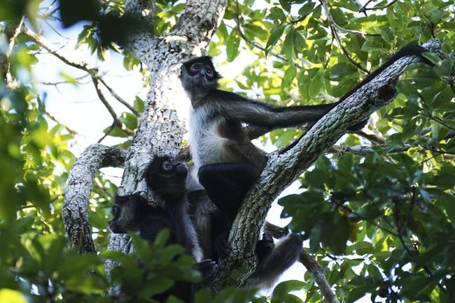 More parks, less money: Advocates say Mexico's new budget doesn't add up for natural protected areas | iNFOnews.ca More parks, less money: Advocates say Mexico's new budget doesn't add up for natural protected areas | iNFOnews.ca