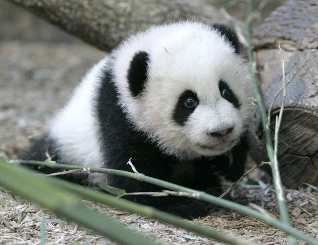 Could America's giant panda exodus be reversed? The Chinese president's comments spark optimism | iNFOnews.ca