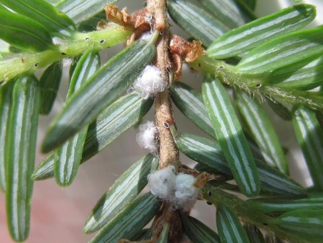 Tiny beetle to the rescue of N.S. hemlocks attacked by woolly invasive insect | iNFOnews.ca Tiny beetle to the rescue of N.S. hemlocks attacked by woolly invasive insect | iNFOnews.ca