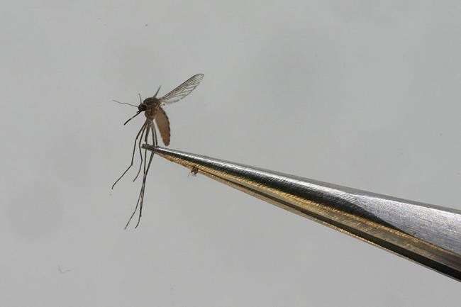 Scientific report urges debate on genetic modification to control insect pests | iNFOnews.ca