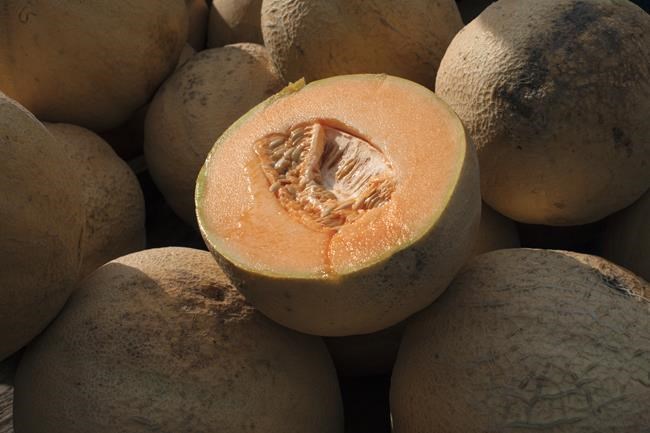 Salmonella in cantaloupes sickens dozens in 15 states, U.S. health officials say | iNFOnews.ca Salmonella in cantaloupes sickens dozens in 15 states, U.S. health officials say | iNFOnews.ca