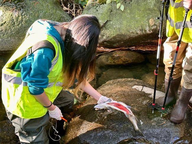 B.C. stream watchers link 'unprecedented' coho salmon kill to tire toxin and drought | iNFOnews.ca