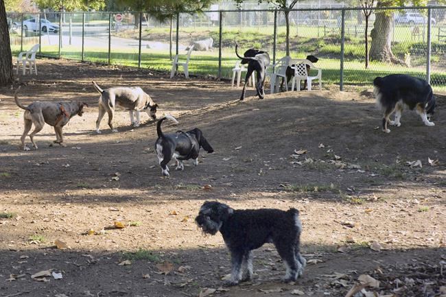 Dogs are coming down with an unusual respiratory illness in several US states | iNFOnews.ca Dogs are coming down with an unusual respiratory illness in several US states | iNFOnews.ca
