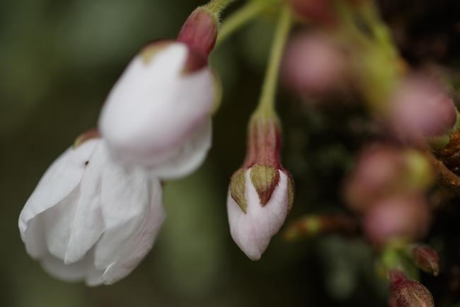 New hardiness zone map will help US gardeners keep pace with climate change | iNFOnews.ca New hardiness zone map will help US gardeners keep pace with climate change | iNFOnews.ca