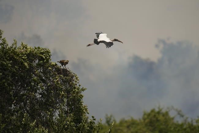 Fires in Brazil threaten jaguars, houses and plants in the world's largest tropical wetlands | iNFOnews.ca