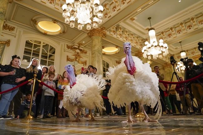 Biden pardons National Thanksgiving Turkeys while marking his 81st birthday with jokes about his age | iNFOnews.ca Biden pardons National Thanksgiving Turkeys while marking his 81st birthday with jokes about his age | iNFOnews.ca