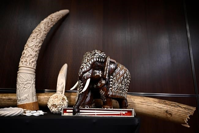 Big game trophy hunters among targets of new ban on importing raw ivory into Canada | iNFOnews.ca Big game trophy hunters among targets of new ban on importing raw ivory into Canada | iNFOnews.ca
