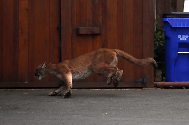 Victoria police kill cougar after animal spotted roaming near downtown park | iNFOnews.ca Victoria police kill cougar after animal spotted roaming near downtown park | iNFOnews.ca