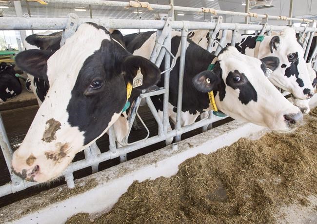 Dairy D-Day: panel rules 'clearly in favour of Canada' in U.S. trade dispute | iNFOnews.ca