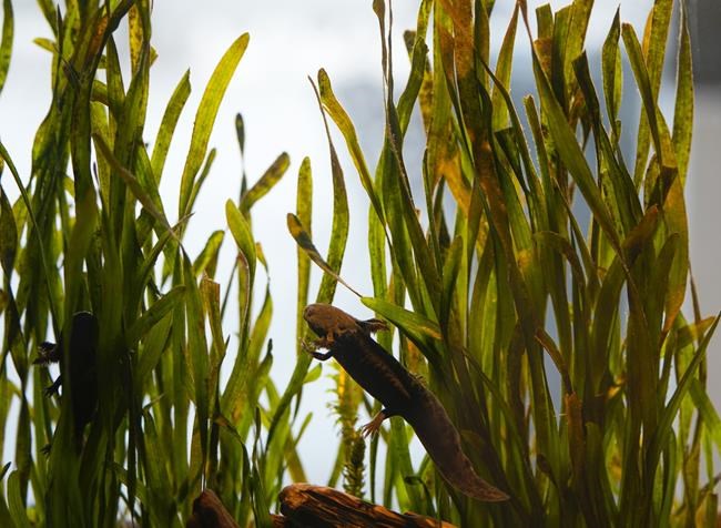 'Adopt an axolotl' campaign launches in Mexico to save iconic species from pollution and trout | iNFOnews.ca