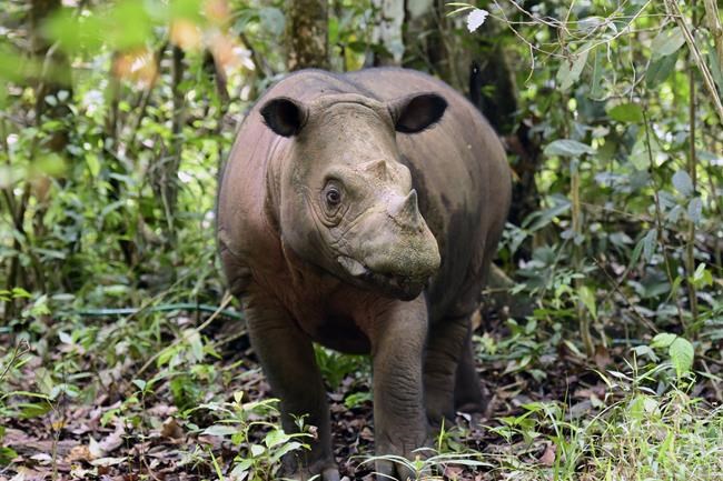 A Sumatran rhino calf born in Indonesia adds to an endangered species of fewer than 50 animals | iNFOnews.ca