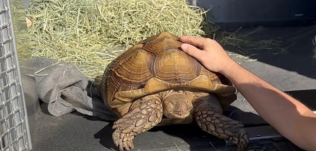Tortoise Frank the Tank, found wandering bok choy field, gets a new home in B.C. | iNFOnews.ca
