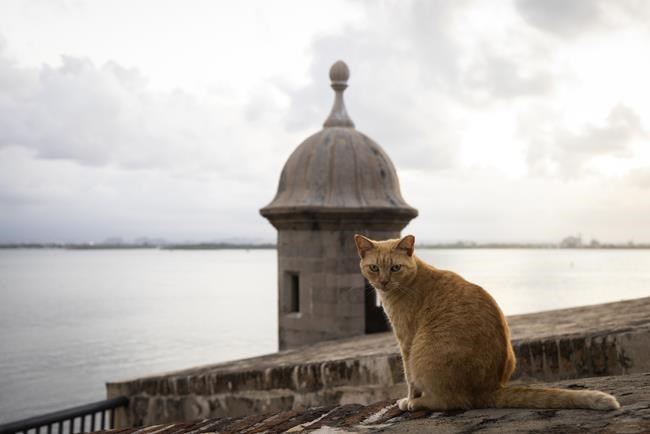 Puerto Rico's famous stray cats will be removed from grounds surrounding historic fortress | iNFOnews.ca
