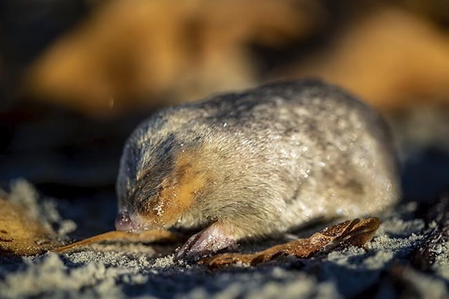 Still alive! Golden mole not seen for 80 years and presumed extinct is found again in South Africa | iNFOnews.ca
