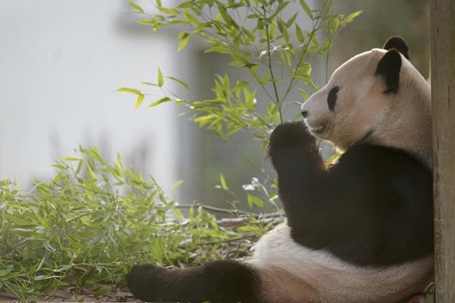 Scotland bids farewell to its giant pandas, who are returning to China after a 12-year stay | iNFOnews.ca