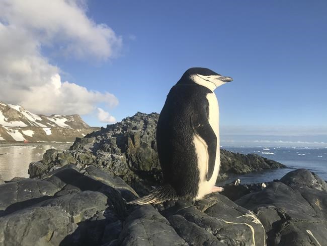 Penguin parents sleep for just a few seconds at a time to guard newborns, study shows | iNFOnews.ca