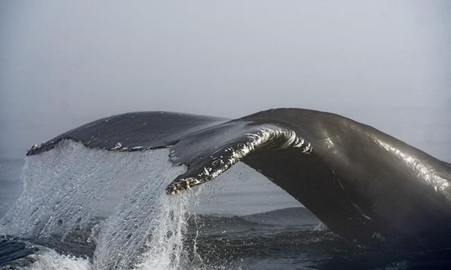 Ocean noise strategy delayed, but whale report by military may sound out path forward | iNFOnews.ca Ocean noise strategy delayed, but whale report by military may sound out path forward | iNFOnews.ca