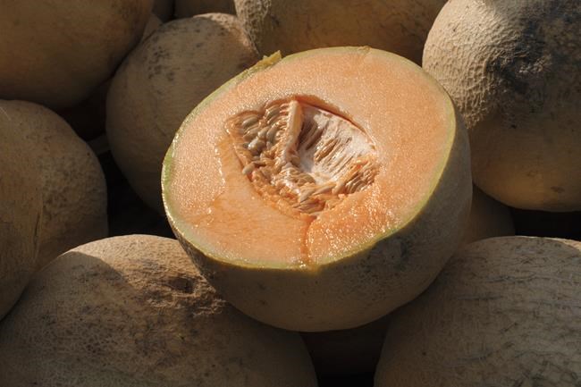 Don't eat pre-cut cantaloupe if the source is unknown, CDC says, as deadly salmonella outbreak grows | iNFOnews.ca