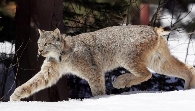 US proposes plan to help the snow-dependent Canada lynx before warming shrinks its habitat | iNFOnews.ca US proposes plan to help the snow-dependent Canada lynx before warming shrinks its habitat | iNFOnews.ca