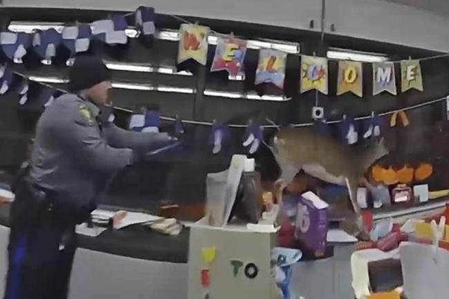 A deer broke into a New Jersey elementary school. Its escape was caught on police bodycams | iNFOnews.ca A deer broke into a New Jersey elementary school. Its escape was caught on police bodycams | iNFOnews.ca