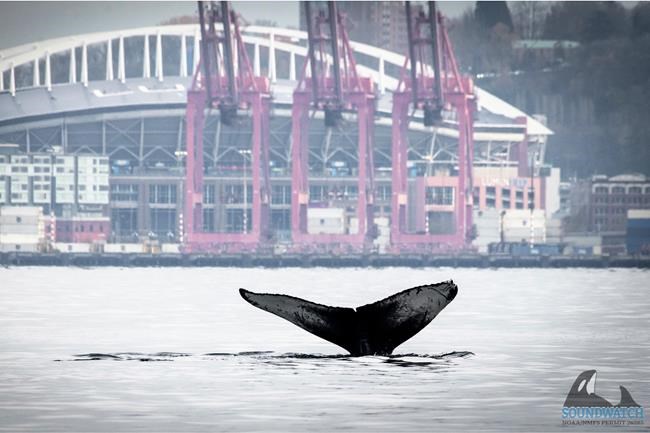 Photographs capture humpback whale's Seattle visit, breaching in waters in front of Space Needle | iNFOnews.ca
