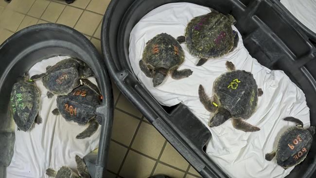 52 sea turtles experiencing 'cold stun' in New England flown to rehab in Florida | iNFOnews.ca