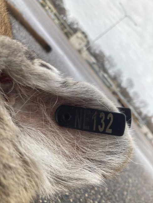 Cougar struck and killed near Minneapolis likely the one seen in home security video, expert says | iNFOnews.ca Cougar struck and killed near Minneapolis likely the one seen in home security video, expert says | iNFOnews.ca