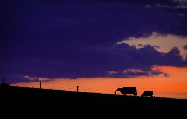 Preserving grasslands is good for the planet, ranchers say — and they want to be paid | iNFOnews.ca Preserving grasslands is good for the planet, ranchers say — and they want to be paid | iNFOnews.ca