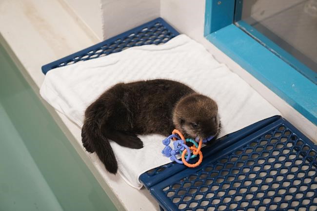A sea otter pup found alone in Alaska has a new home at Chicago's Shedd Aquarium | iNFOnews.ca A sea otter pup found alone in Alaska has a new home at Chicago's Shedd Aquarium | iNFOnews.ca