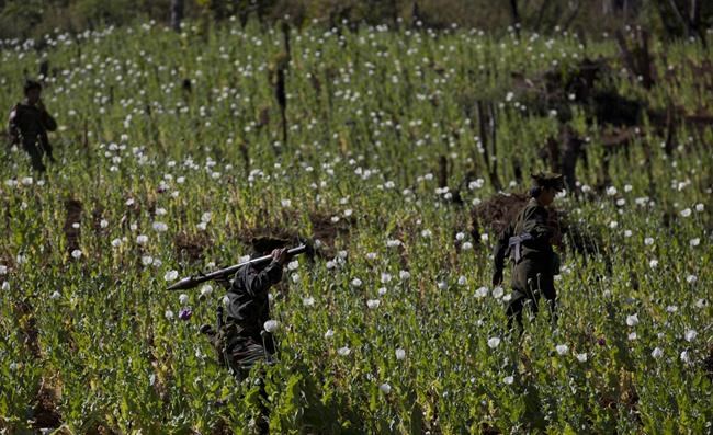 War-wracked Myanmar is now the world's top opium producer, surpassing Afghanistan, says UN agency | iNFOnews.ca War-wracked Myanmar is now the world's top opium producer, surpassing Afghanistan, says UN agency | iNFOnews.ca