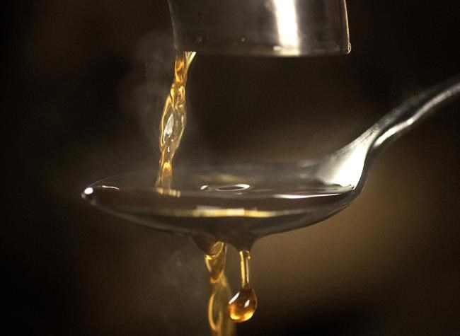 After record year, unreliable weather pushes maple syrup production to five-year low | iNFOnews.ca