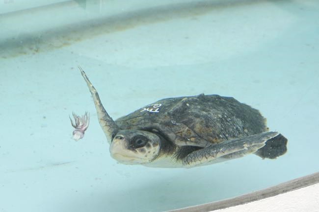 13 cold, stunned sea turtles from New England given holiday names as they rehab in Florida | iNFOnews.ca