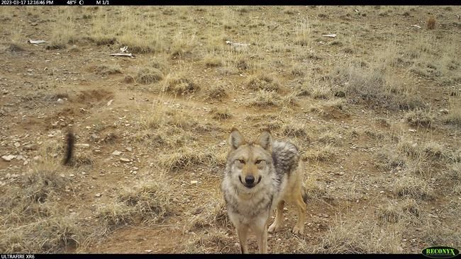 US wildlife managers capture wandering Mexican wolf, attempt dating game ahead of breeding season | iNFOnews.ca