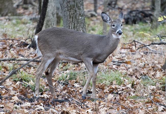 After court cases and death threats, Montreal suburb's deer cull to go ahead in 2024 | iNFOnews.ca