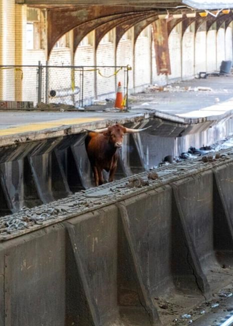 Bull on tracks disrupts trains between Newark and New York | iNFOnews.ca
