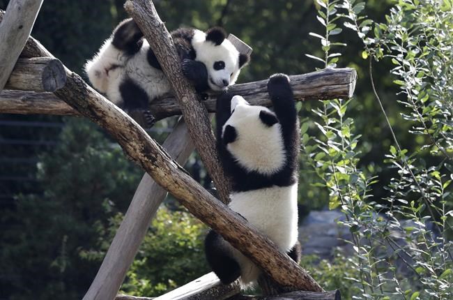 Berlin Zoo sends the first giant pandas born in Germany to China | iNFOnews.ca