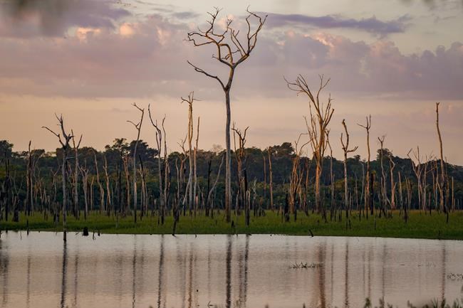 Brazil lawsuits link JBS to destruction of Amazon in protected area, seek millions in damages | iNFOnews.ca
