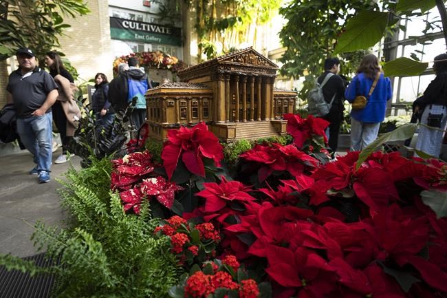 The checkered history of the poinsettia's namesake and the flower's origins get new attention | iNFOnews.ca The checkered history of the poinsettia's namesake and the flower's origins get new attention | iNFOnews.ca