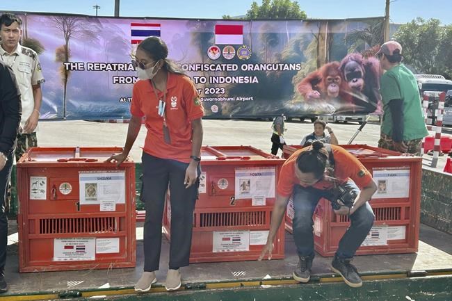 Thailand sends 3 orangutans rescued from illicit wildlife trade back to Indonesia | iNFOnews.ca Thailand sends 3 orangutans rescued from illicit wildlife trade back to Indonesia | iNFOnews.ca
