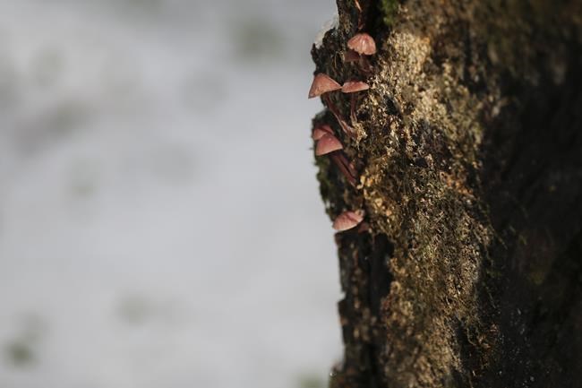 Extreme heat represents a new threat to trees and plants in the Pacific Northwest | iNFOnews.ca Extreme heat represents a new threat to trees and plants in the Pacific Northwest | iNFOnews.ca