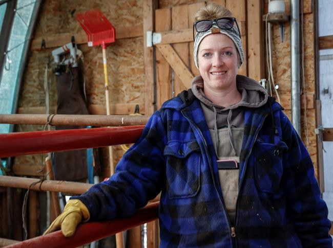 Bovine AI: Alberta cattle rancher says technology helps save time and money | iNFOnews.ca