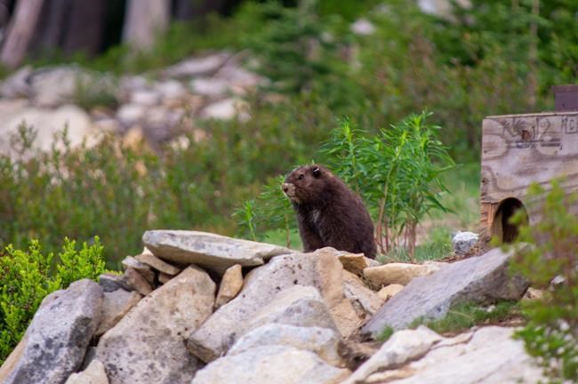 Baby boom of 59 pups helps endangered Vancouver Island marmot toward recovery | iNFOnews.ca Baby boom of 59 pups helps endangered Vancouver Island marmot toward recovery | iNFOnews.ca